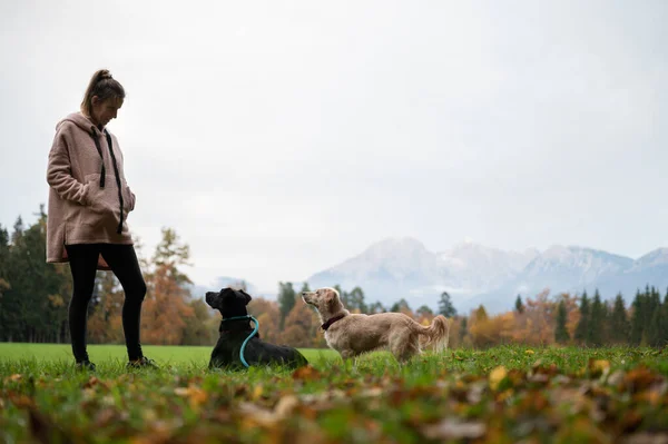 Молодая Женщина Стоящая Зеленом Лугу Тренирует Двух Собак Внимательно Глядя — стоковое фото