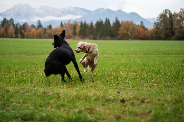 美しい緑の草原で遊んでいる2匹の犬 黒と白 — ストック写真