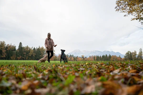 若いです角度ビューの若いですトレーニング彼女の二匹の犬座って彼女の横に美しい秋の牧草地 — ストック写真