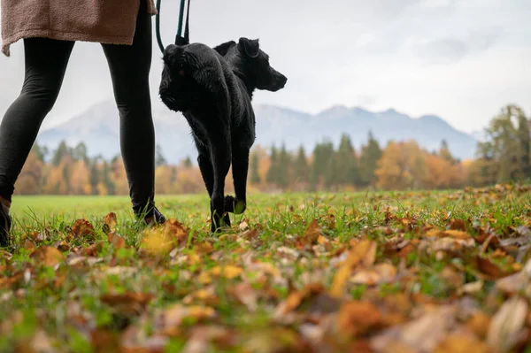 Вид Сзади Женщину Выгуливающую Свою Трехногую Собаку Красивом Зеленом Лугу — стоковое фото