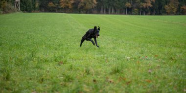 Güzel yeşil çayırlarda koşan üç bacaklı siyah çoban köpeği..