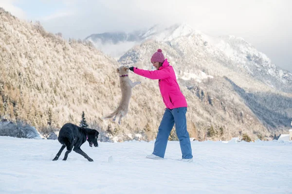 Kleiner Hund Springt Einem Schönen Schneebedeckten Wintertag Hoch Oben Der — Stockfoto