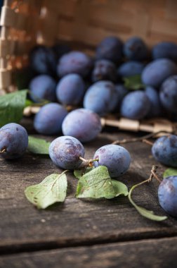 Olgun mor erikler sepetten ahşap bir yüzeye saçılıyor..