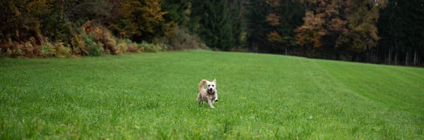 カメラに向かって美しい緑の草原を走っている幸せな小さな白い犬 — ストック写真