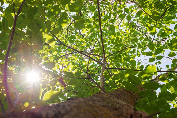 从地面往上看 是一片美丽的绿树冠 闪烁着太阳的光芒穿过树叶 — 图库照片