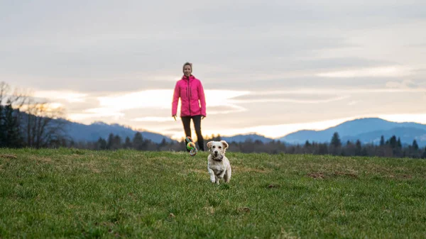 Cute Dog Running Ball Toy Catch Beautiful Meadow Her Owner — Stock Photo, Image