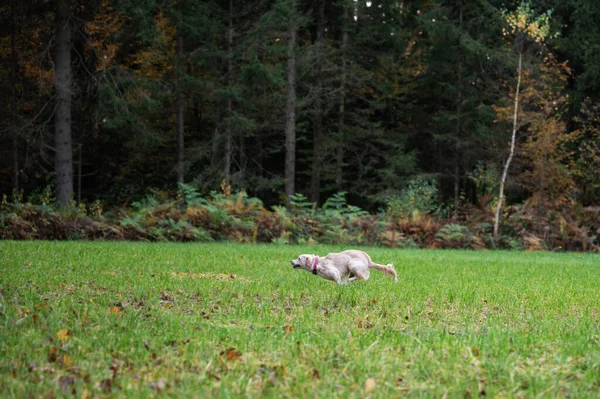 Chien Courant Vite Dans Une Prairie Verte Près Forêt — Photo