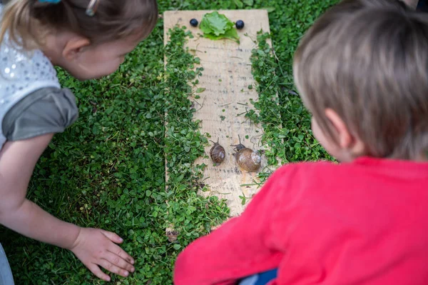 Two Toddler Children Curiously Looking Two Snails Going Lettuce Leaf — Stok Foto
