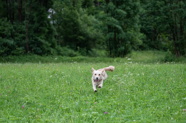 Feliz Pequeno Cão Marrom Bonito Correndo Belo Prado Verde Direção — Fotografia de Stock