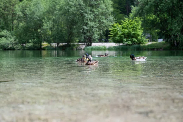 Enten Schwimmen Auf Einem Schönen Ruhigen Grünen Wasser Des Jasna — Stockfoto