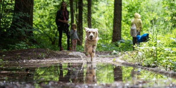 カメラに向かって水たまりを通って実行されている幸せな顔を持つ小さなかわいい幸せな犬 背景に彼女の所有者と — ストック写真