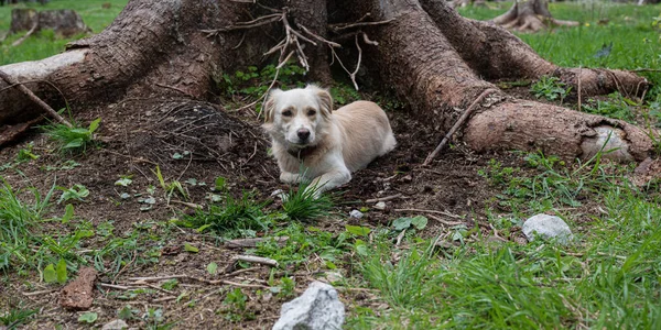 Söt Liten Hund Liggande Och Vilar Smuts Nära Stor Trädstam — Stockfoto