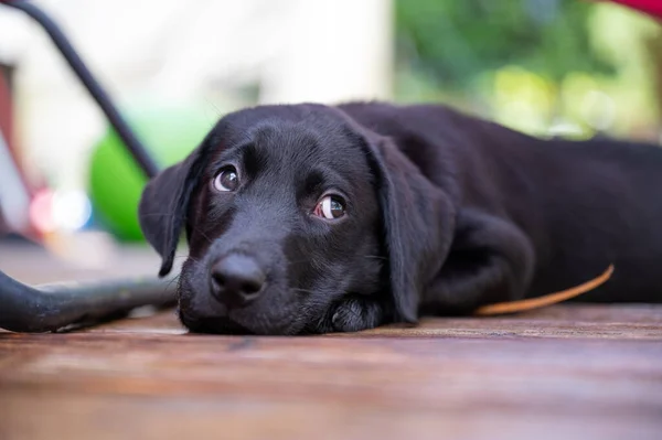 Söt Svart Labrador Valp Ligger Trägolv Ser Söt — Stockfoto