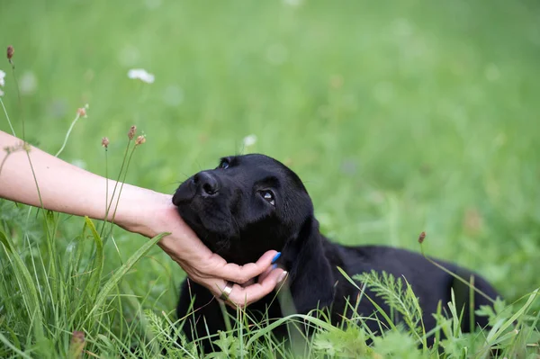 Gyönyörű Fekete Labrador Kiskutya Meghajolt Fejét Gazdája Kezét Miközben Feküdt — Stock Fotó