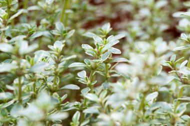 Background of fresh thyme growing in a garden clipart