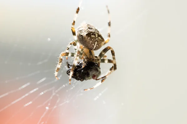 Närbild på spindel i nätet — Stockfoto