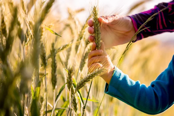 儿童和妇女举行小麦成熟耳 — 图库照片