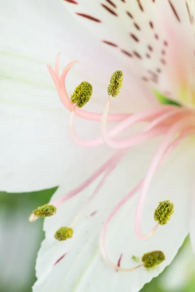 Részlet a fehér nap liliom virág — Stock Fotó