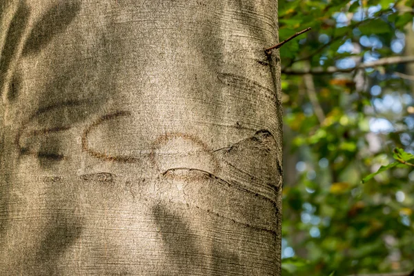 Eco eller natur-konceptet — Stockfoto