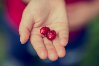İki olgun kırmızı çilek tutan genç çocuk