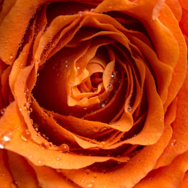 Gotas de orvalho ou gotas de chuva em uma rosa — Fotografia de Stock