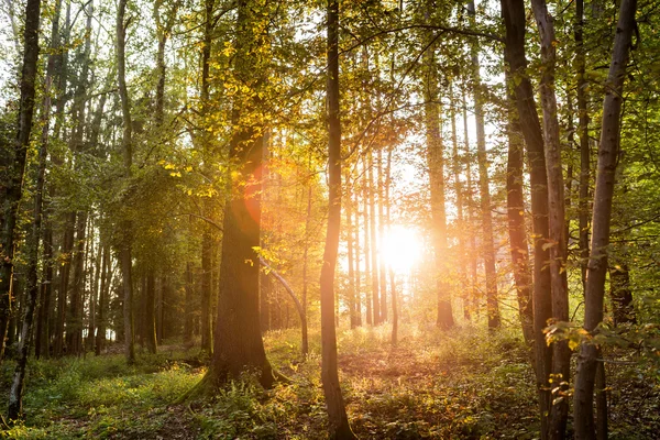 Sol brillando a través de los árboles en un bosque —  Fotos de Stock