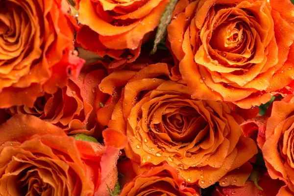 Textura de fundo de românticas rosas laranja — Fotografia de Stock