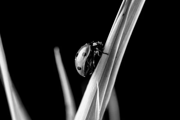 Monochromes Bild eines Marienkäfers, der auf Gras klettert — Stockfoto