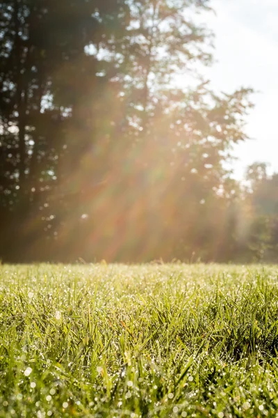 Świeże spojrzenie trawiastym boisku promienie słońca — Zdjęcie stockowe
