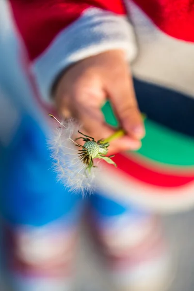 Anak kecil memegang jam dandelion — Stok Foto