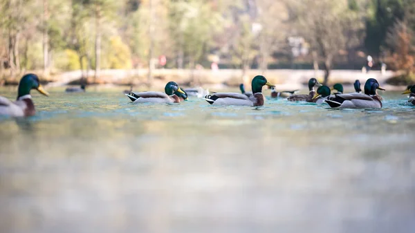 Mandarín patos nadando en un lago — Foto de Stock