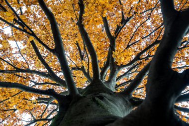 Bir sonbahar ağaç gölgelik bakmak