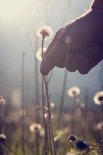 Man reaching down to pick a dandelion clock — Stock Photo, Image