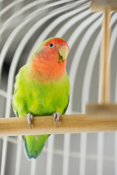 Rosy di fronte a Lovebird — Foto Stock