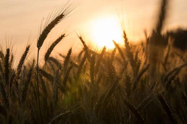 Pere dorate di grano maturo in un campo di grano — Foto Stock