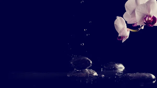 Fundo de spa com orquídeas cor-de-rosa e água doce salpicando em bl — Fotografia de Stock