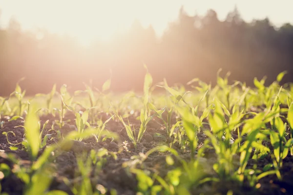 Field of young corn plants backlit by the sun — Stock Photo, Image