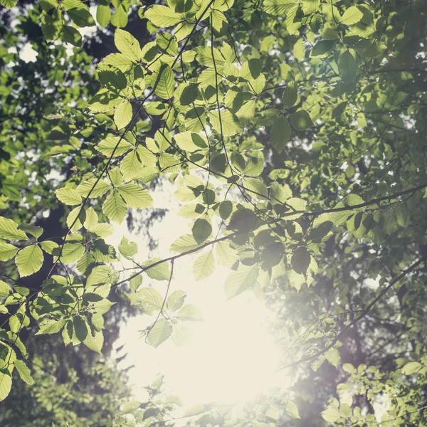 Bright ethereal spring leaves background — Stock Photo, Image