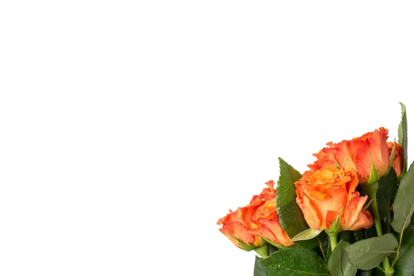 Ramo de rosas naranjas frescas con un gran espacio de copia sobre blanco —  Fotos de Stock