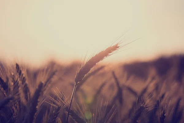 Wheat field at sunrise — Stock Photo, Image