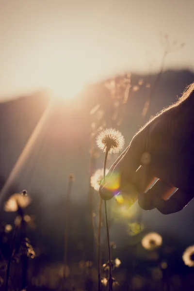 Dandelion clock or seed head in sun flare — Stock Photo, Image