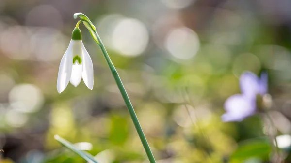 Fresco bucaneve bianco che segna l'inizio della primavera — Foto Stock