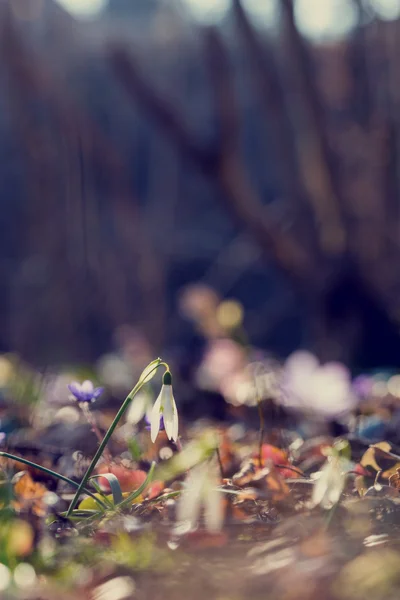 初春の花 — ストック写真