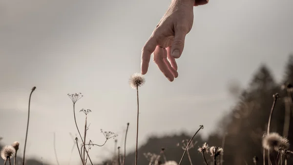 Man gently touching a delicate dandelion clock — Stock Photo, Image