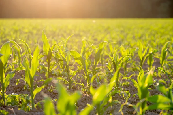 Campo de maíz verde o plantas de maíz retroiluminadas por el sol —  Fotos de Stock