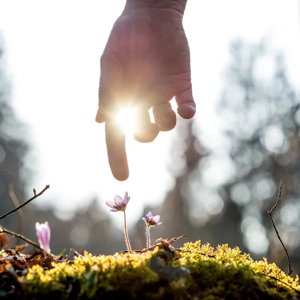 Mano de un hombre sobre la flor azul iluminada por el sol —  Fotos de Stock