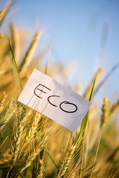 Papel pequeño con mensaje ecológico en plantas de granos enteros —  Fotos de Stock