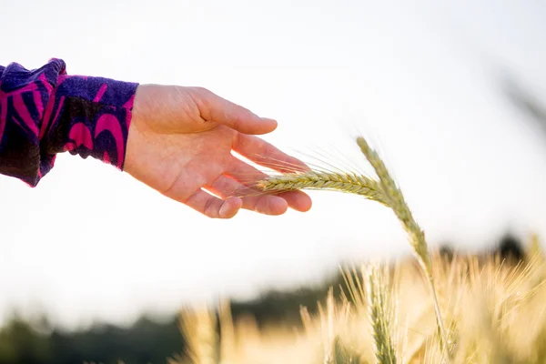 Close up Mulher mão segurando planta de trigo — Fotografia de Stock