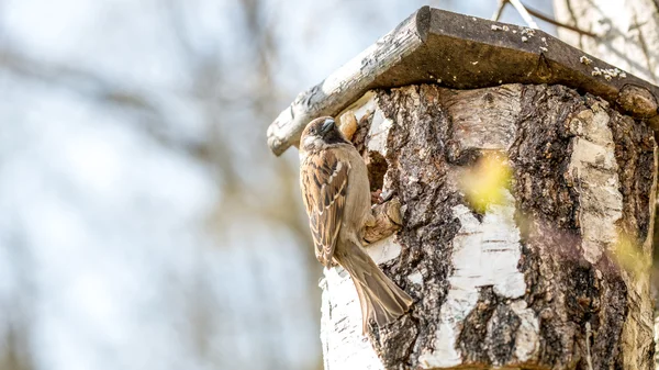 Uccello appollaiato sulla casa rustica dell'uccello del ceppo di betulla — Foto Stock