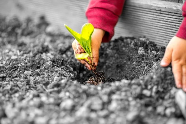 Tangan seorang anak menanam tanaman kecil — Stok Foto